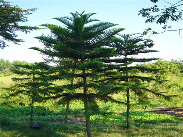 南洋杉是什么植物？南洋杉有什么作用？