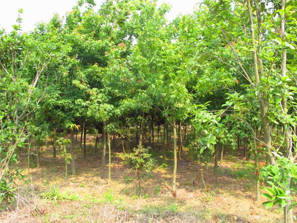 青枫盆栽如何养护？青枫种子如何播种？