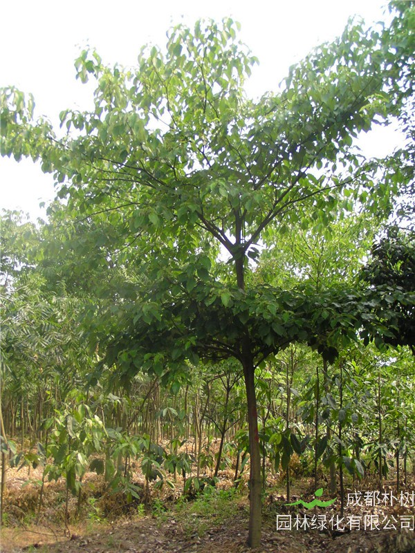 灯台树是什么科？灯台树有什么作用？