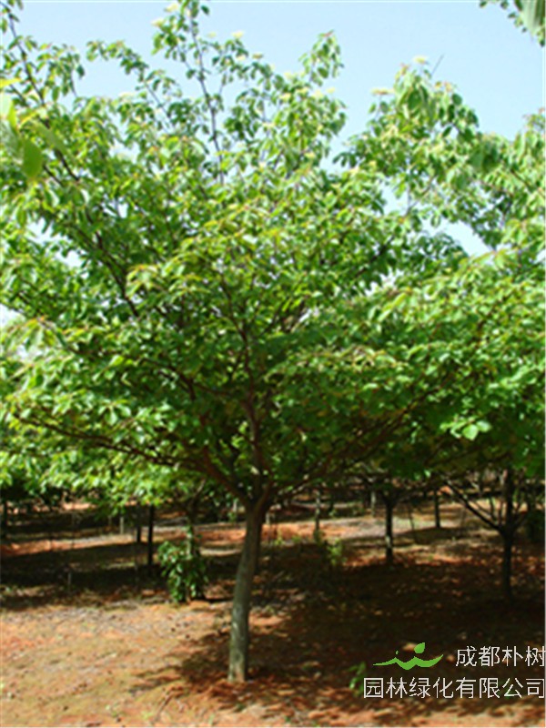 灯台树的种植方法是怎么样的？灯台树与毛梾树的区别是什么？