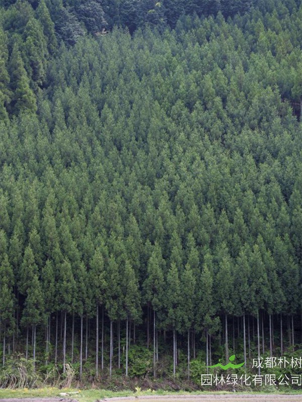 柳杉盆景如何养？