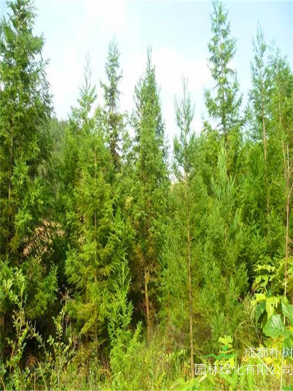 台湾杉和柳杉的区别是什么？日本柳杉和柳杉的区别是什么？