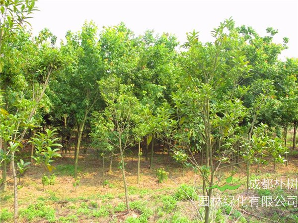 青枫如何嫁接红枫？青枫如何修剪？