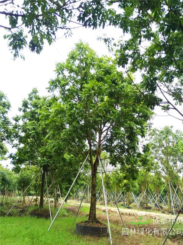 人面子如何繁殖栽培？