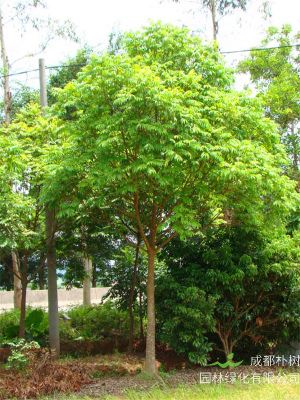 人面子是什么？