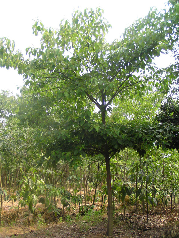 灯台树是什么科？灯台树有什么作用？