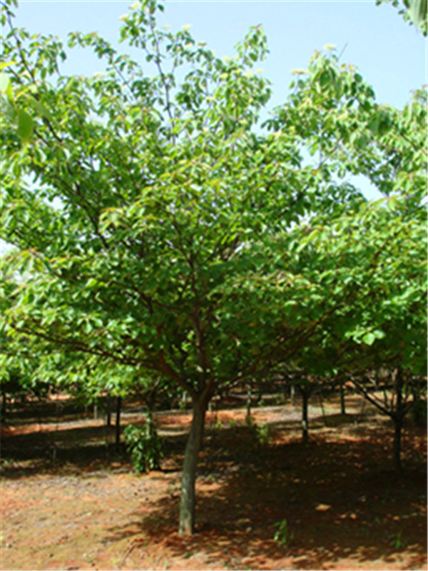 灯台树的种植方法是怎么样的？灯台树与毛梾树的区别是什么？