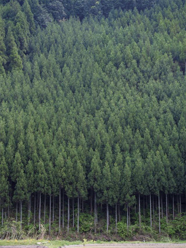 柳杉盆景如何养？