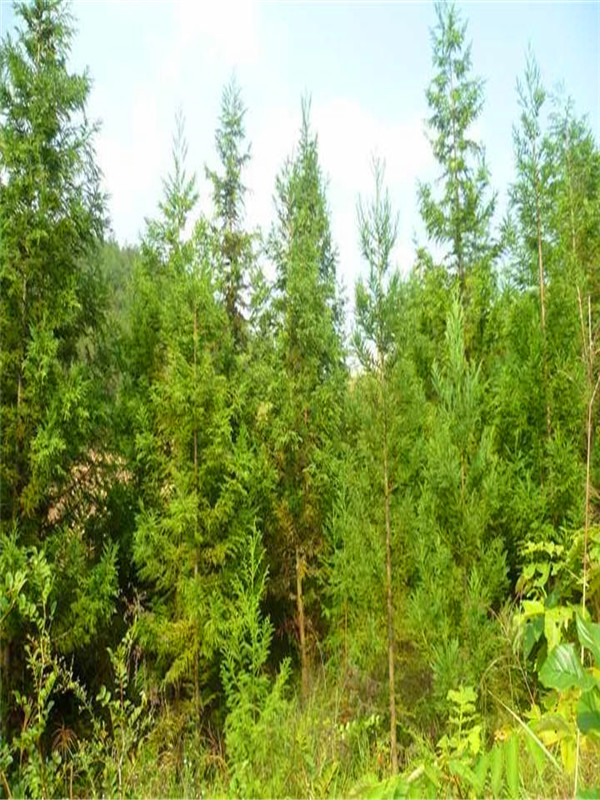 台湾杉和柳杉的区别是什么？日本柳杉和柳杉的区别是什么？