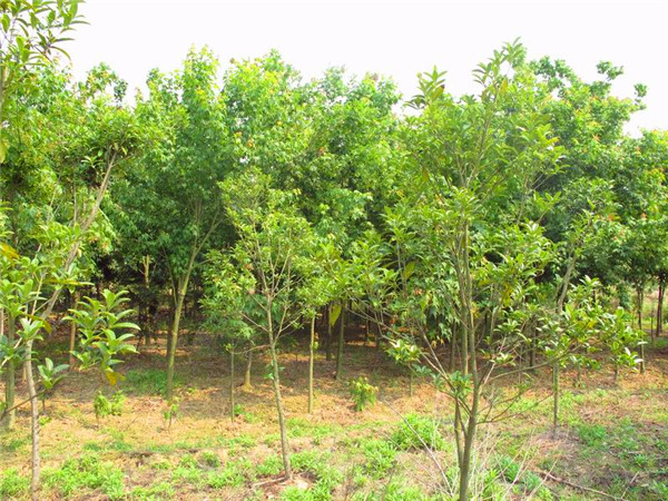 青枫如何嫁接红枫？青枫如何修剪？