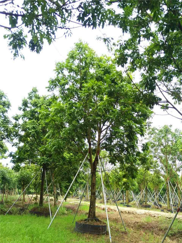 人面子如何繁殖栽培？