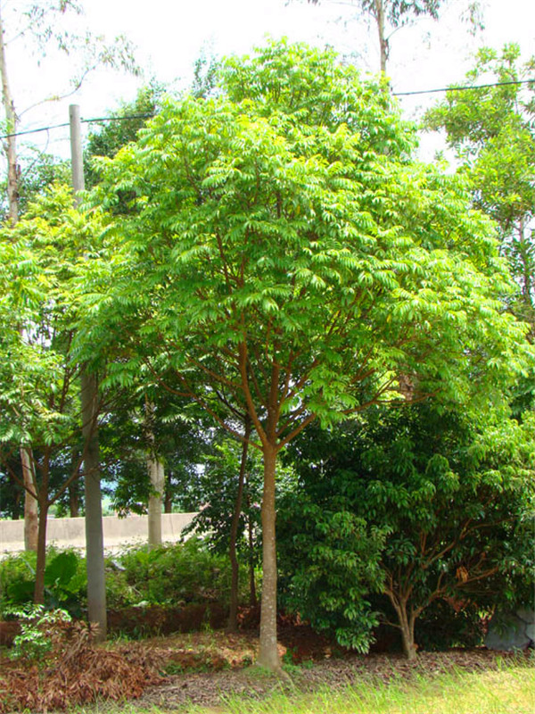 人面子是什么？