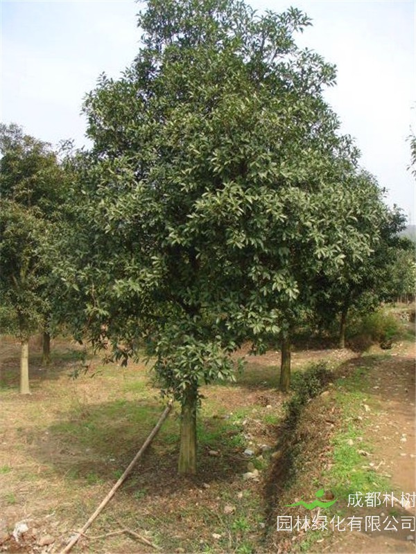 红花木莲怎么种植？红花木莲怎么养护？