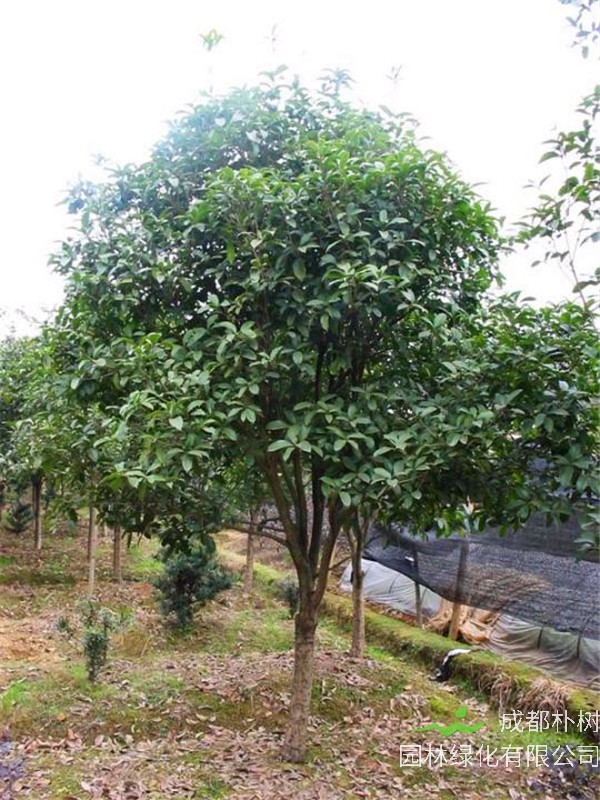 红花木莲是什么？