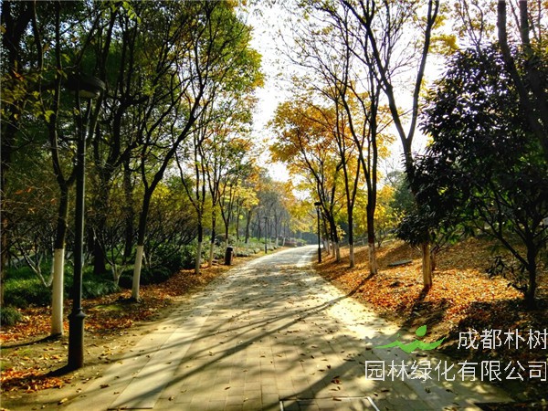 黄金树是什么？