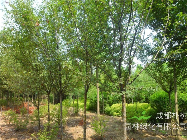 如何繁植木瓜海棠？木瓜海棠如何嫁接？