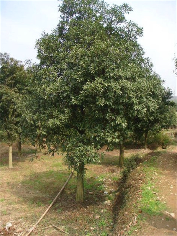 红花木莲怎么种植？红花木莲怎么养护？