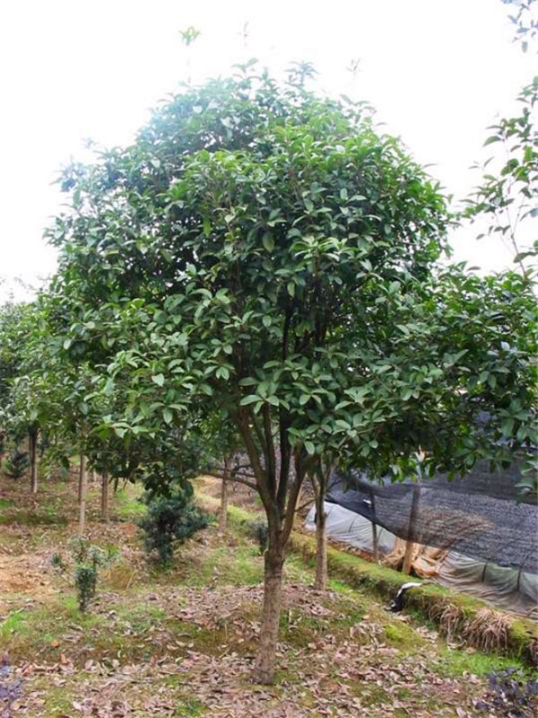 红花木莲是什么？