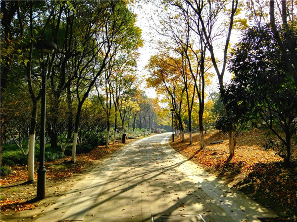 黄金树是什么？