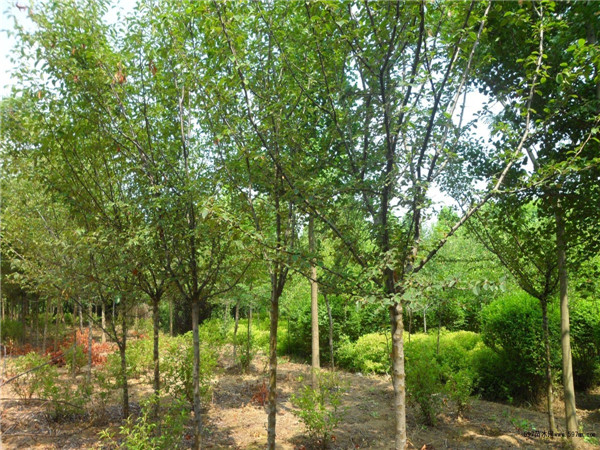 木瓜海棠果有什么作用？木瓜海棠什么时候修枝？