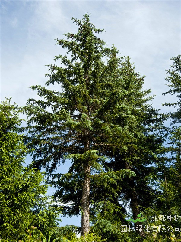 华山松和云杉哪个好？