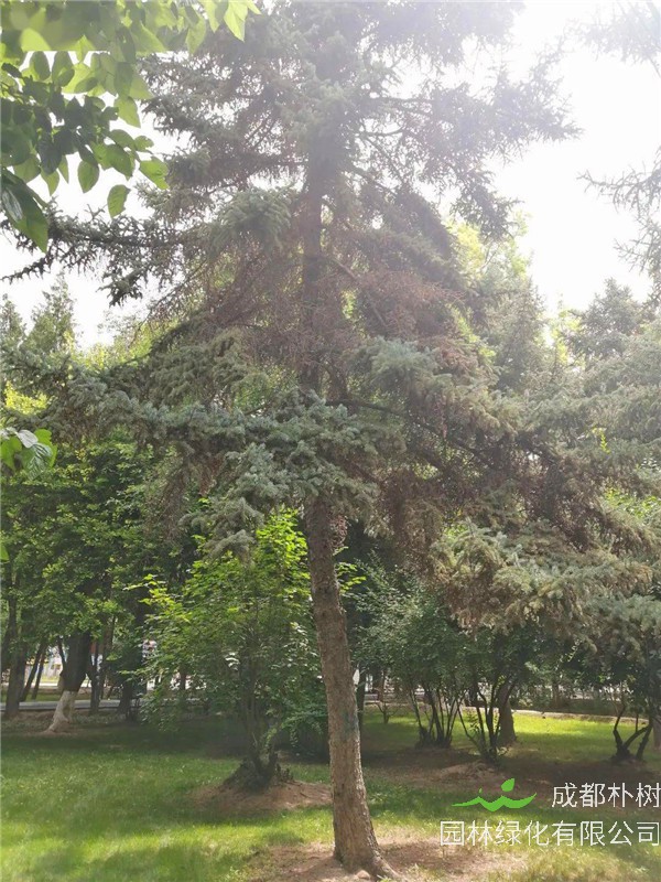 云杉是什么植物？