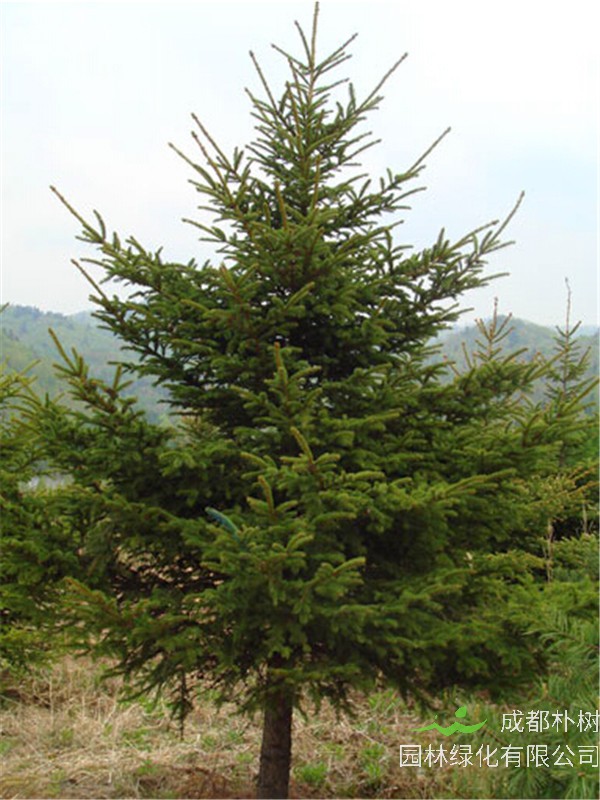 水杉和云杉的区别是什么？