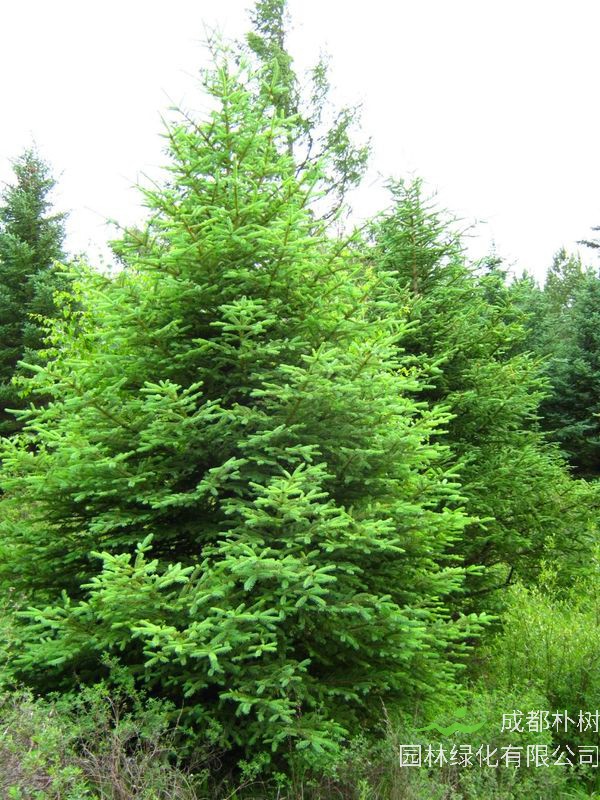 冷杉和云杉的主要区别是什么？