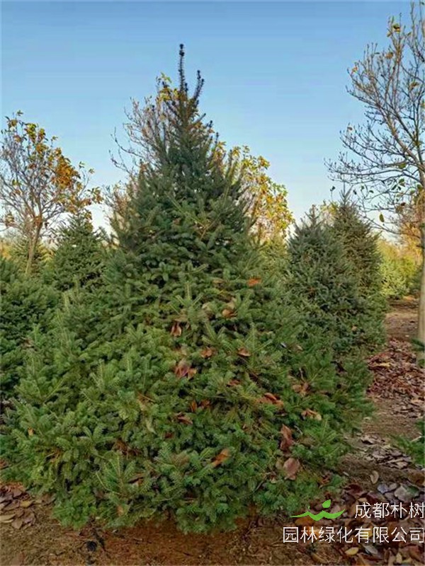 云杉有哪些作用喃？云杉有哪些特点？