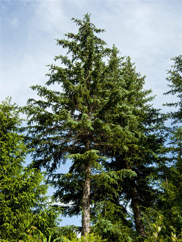 华山松和云杉哪个好？