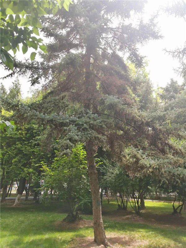 云杉是什么植物？