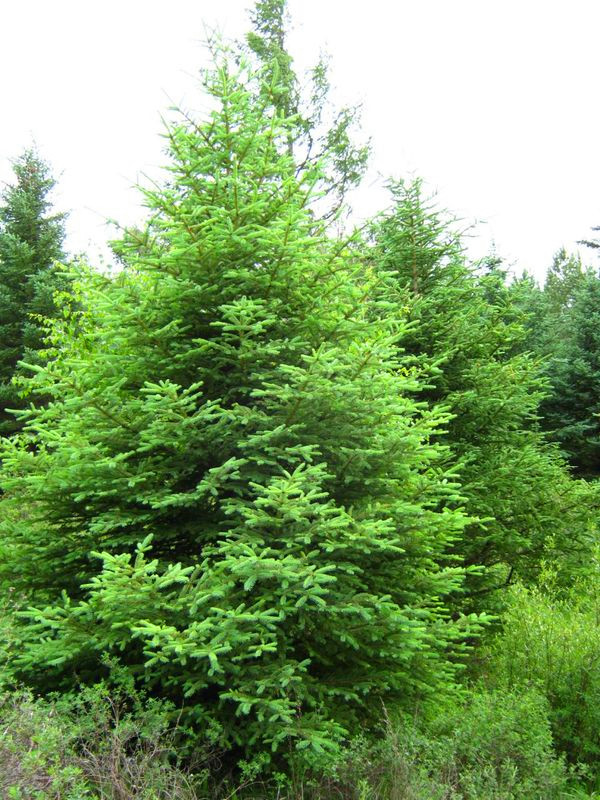 冷杉和云杉的主要区别是什么？