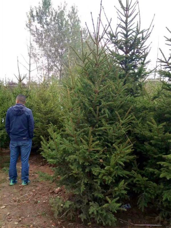 云杉如何栽培、养护？