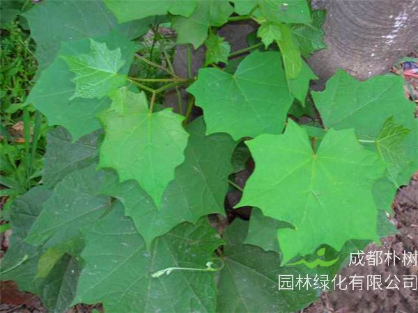 八角枫属于什么科？