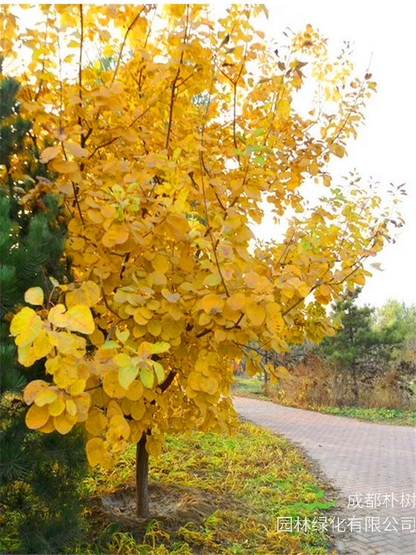 如何区分黄栌和毛黄栌？