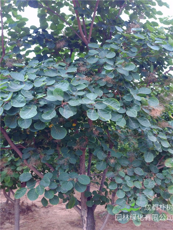 黄栌什么植物？