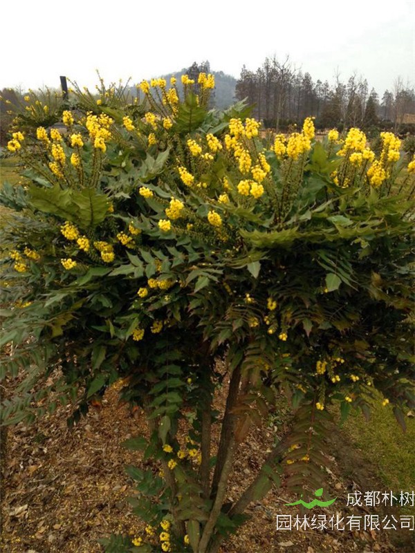 金钱松是什么植物？