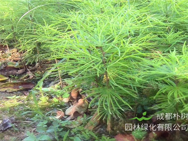 金钱松和黑松哪个品种好？红豆杉和金钱松哪个好？