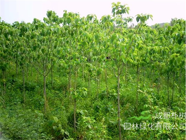 山桐子有什么用？山桐子如何种植？