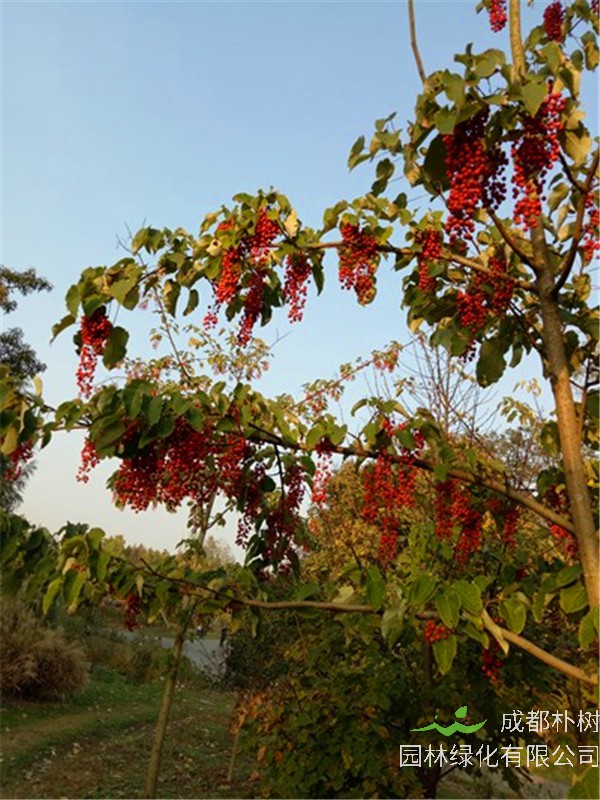 山桐子属于什么植物？