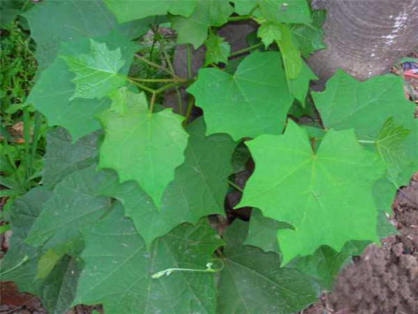 八角枫属于什么科？