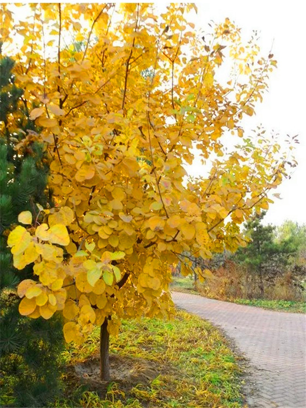 如何区分黄栌和毛黄栌？