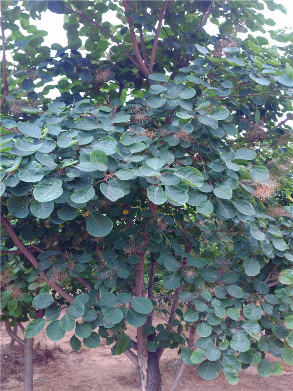 黄栌什么植物？