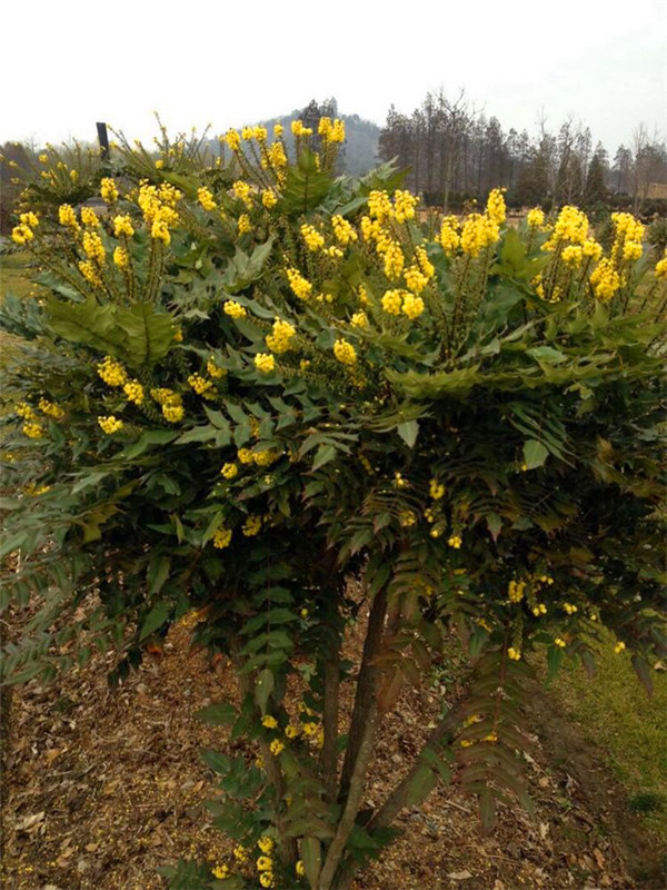 金钱松是什么植物？