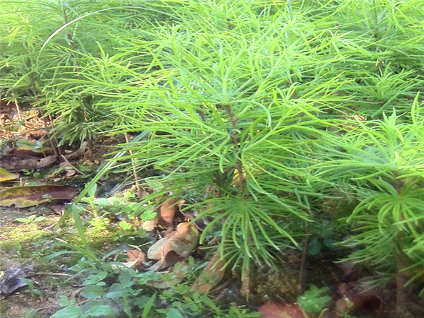 金钱松和黑松哪个品种好？红豆杉和金钱松哪个好？