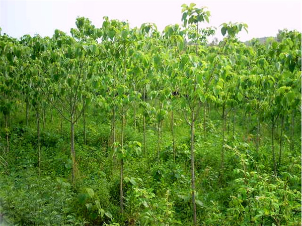 山桐子有什么用？山桐子如何种植？