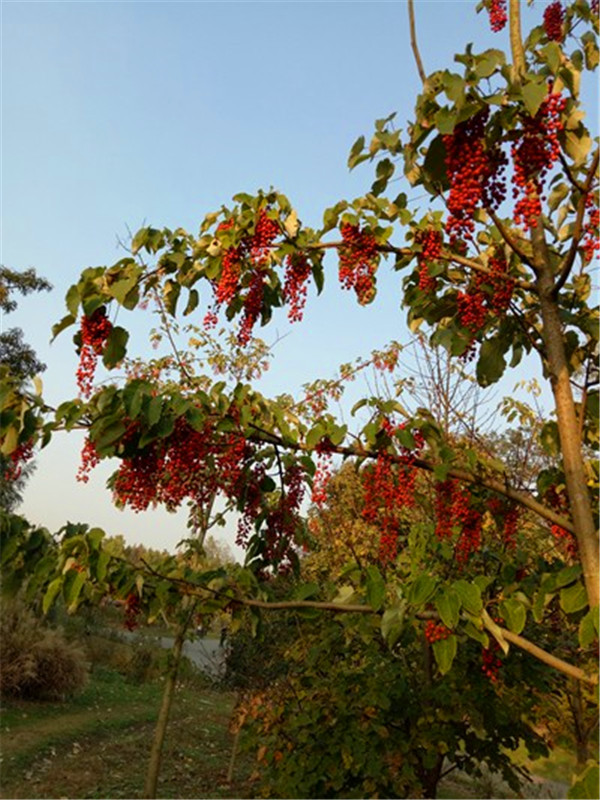 山桐子属于什么植物？