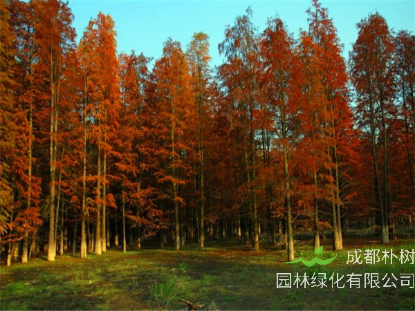 如何种红松？红松如何嫁接？