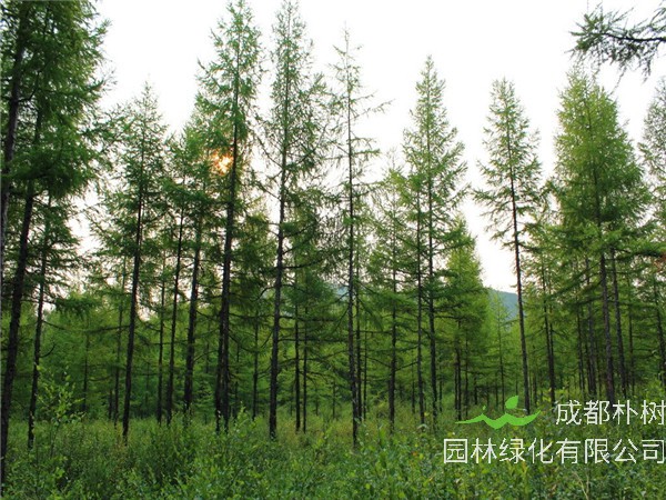 红松如何修剪？红松怎么样？