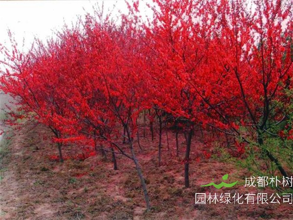 红叶碧桃和红花碧桃的区别有哪些？红叶碧桃怎么种植？